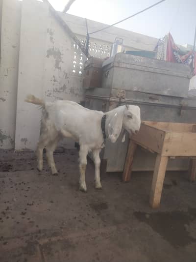 White Bakra