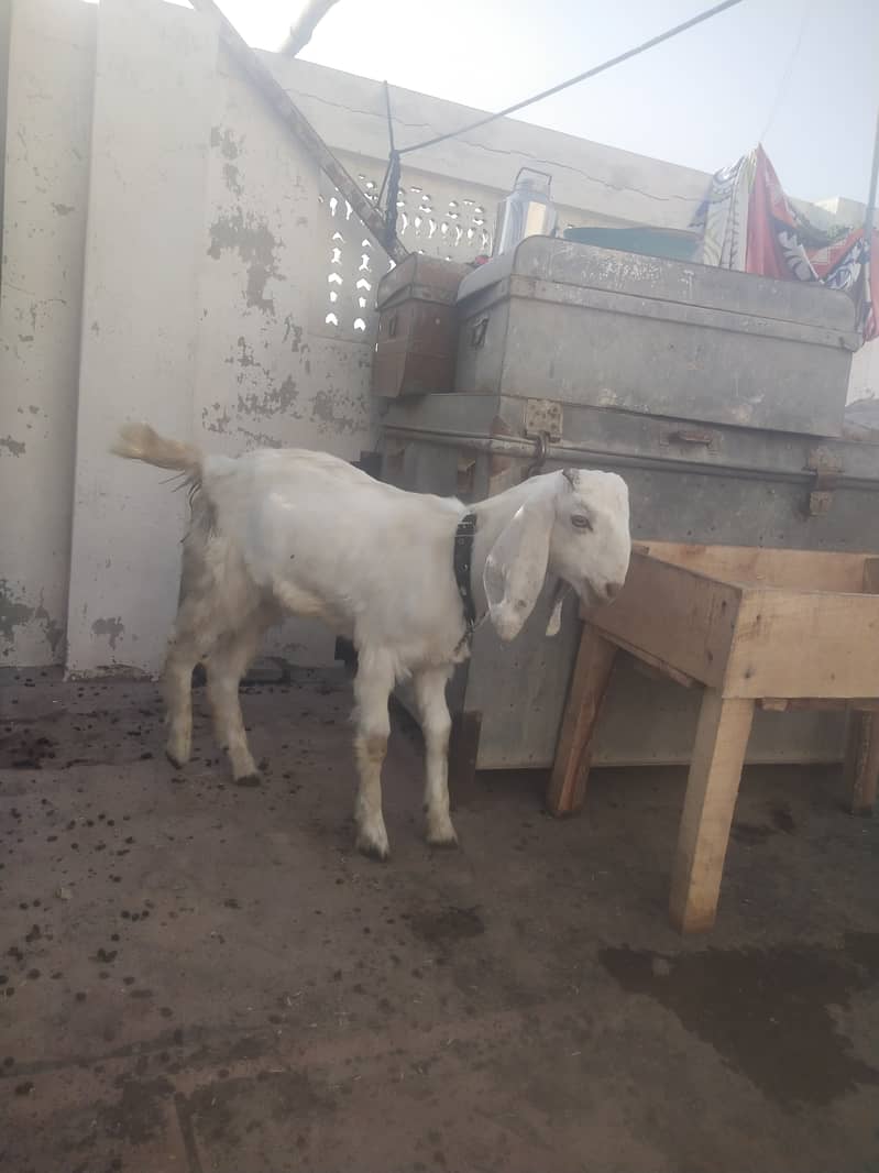 White Bakra 0