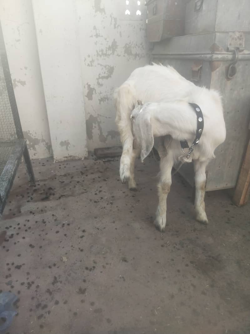 White Bakra 1
