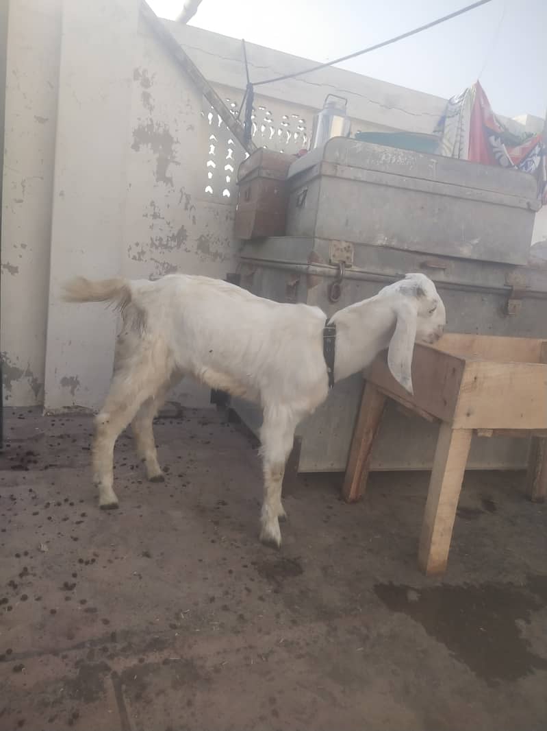 White Bakra 2