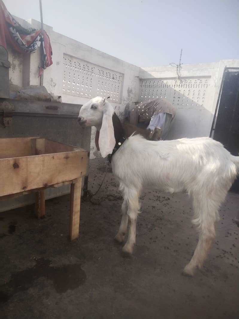 White Bakra 4