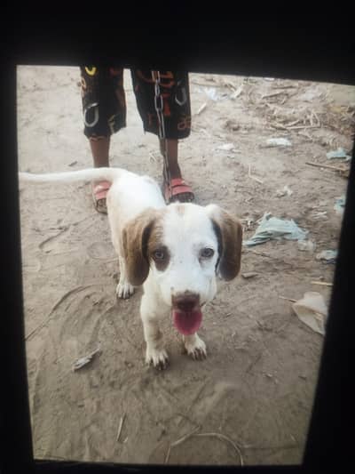 Active and Friendly Hound/Beagle Cross Puppy for Sale