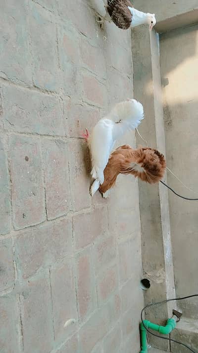 jacobine triple hood breeder aur 5 kali chicks pair aur 2 kali frillba