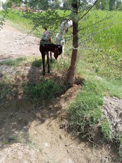 male goats for sale