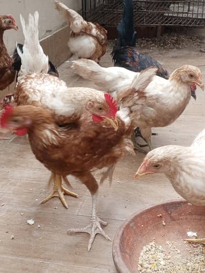Golden misri chickens pairs sale on best prize