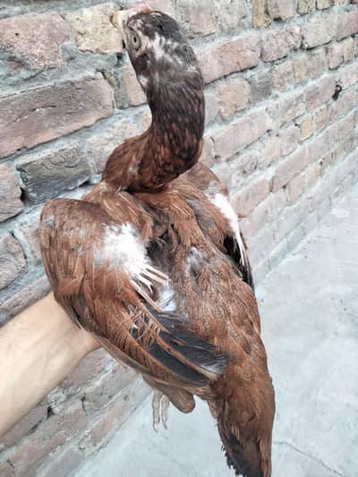 Pakistani murgi for sale kurak wali madi ha jes bhai chahy aa trabta j