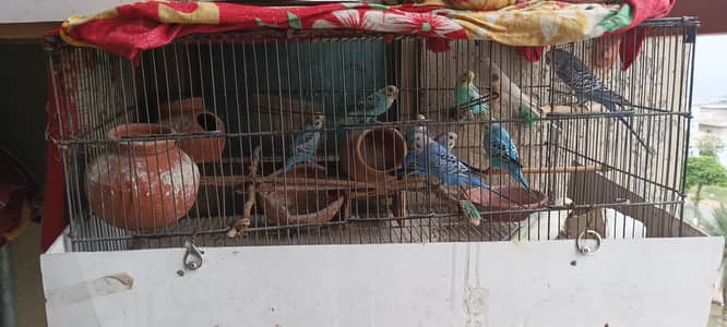 budgie bird and cages
