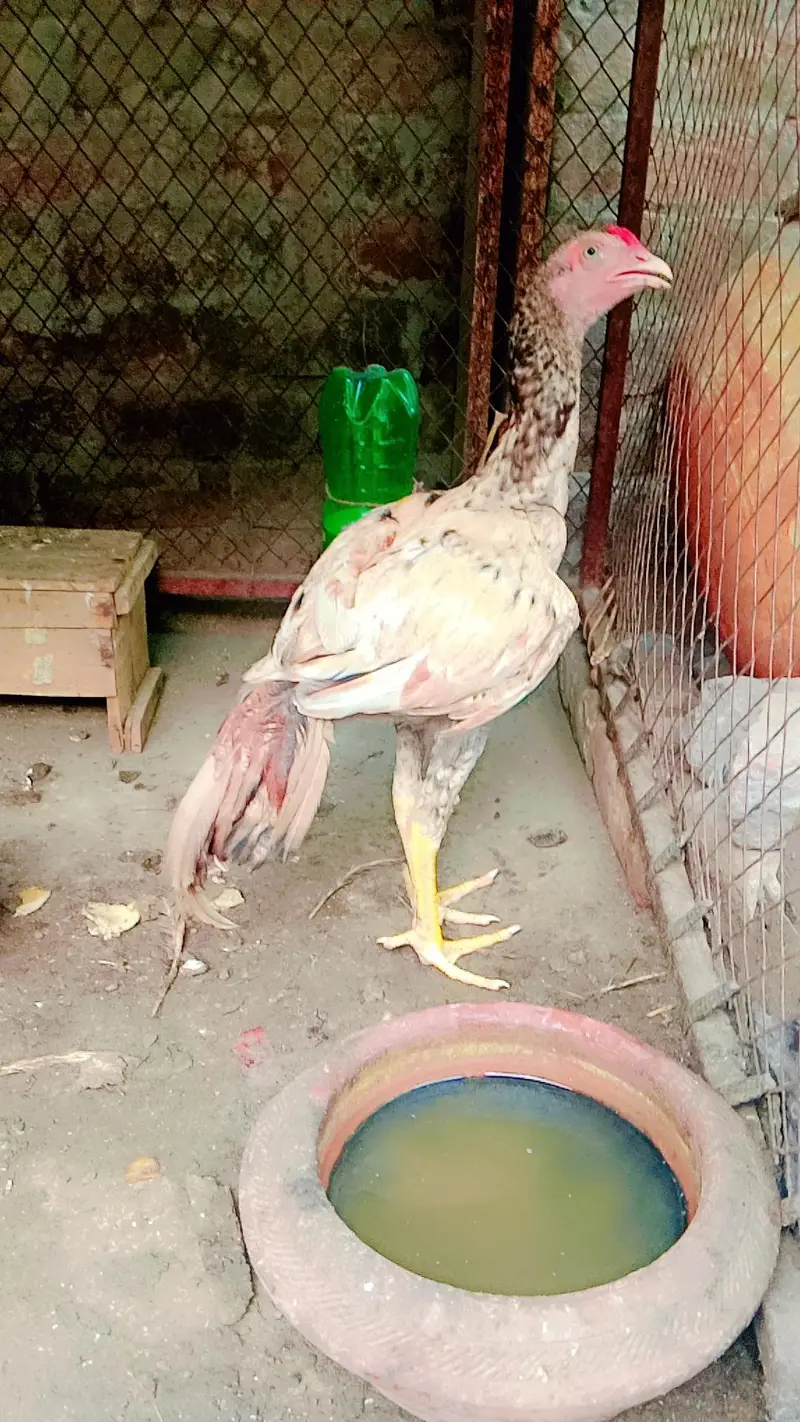 pure shamo for sale