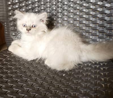 male and female Himalayan
