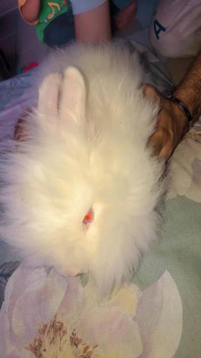 English angora and lion head available importer bloodline