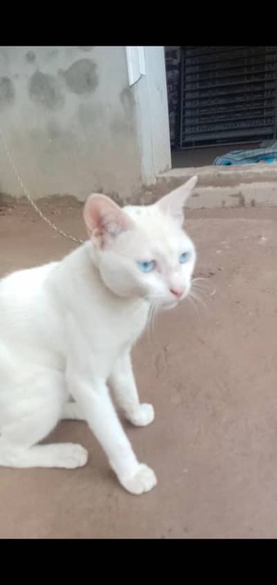 full health or active breeder Male for sale 03265300290