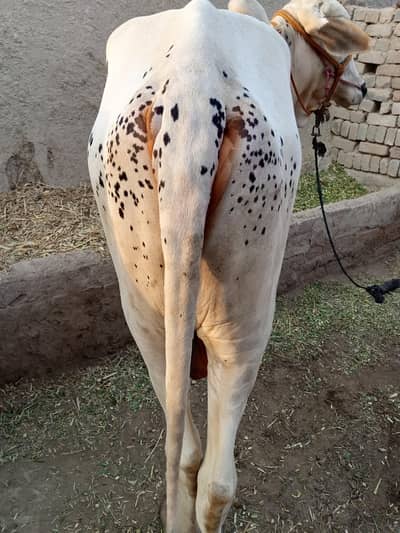pure cholistani breed ha