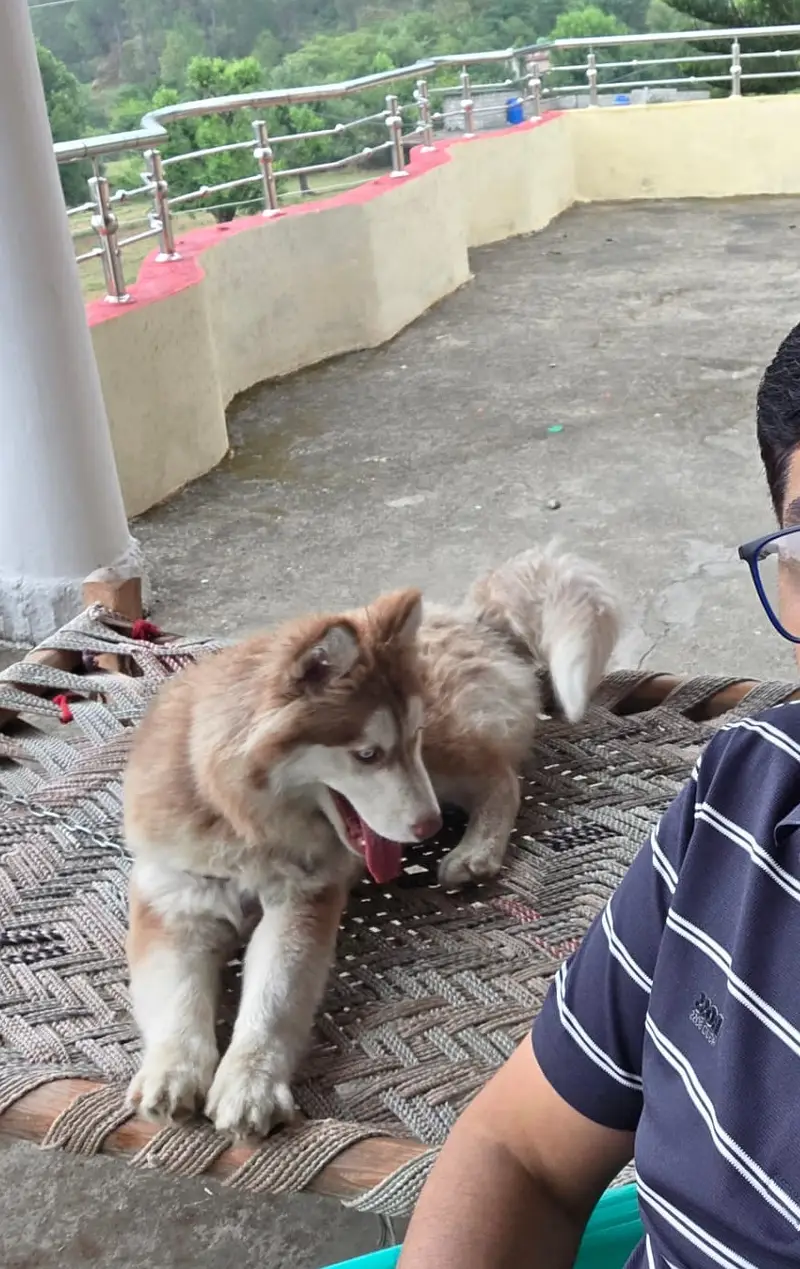 Female Siberian Husky + Steel Dog Cage for Sale – Healthy & Playful — photo 3