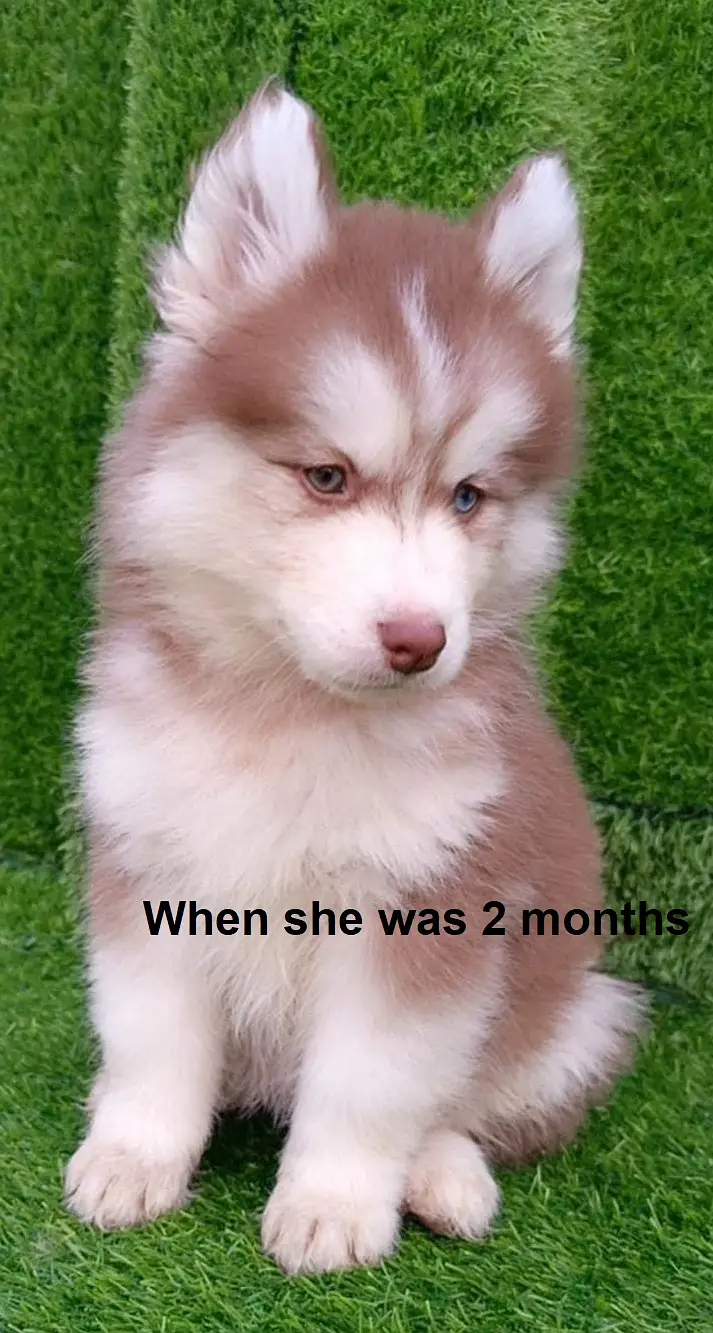 Female Siberian Husky + Steel Dog Cage for Sale – Healthy & Playful — photo 4