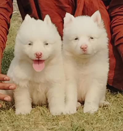 Russian Puppies / Pink Nose Puppy / Russian Pair