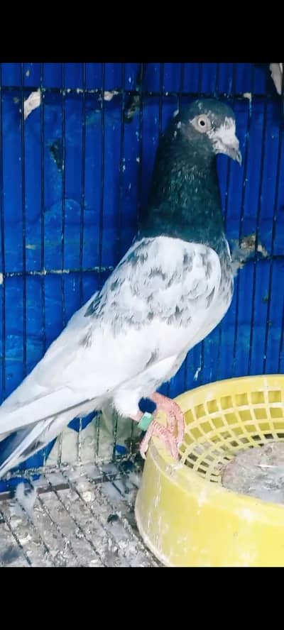 teddy   pigeon kabutar