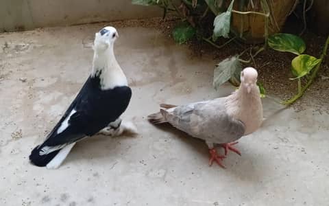 I'm selling pigeons 03312268518