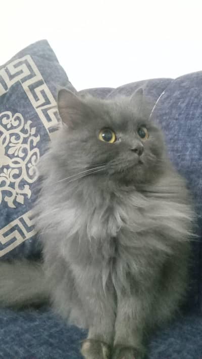 Persian cat
