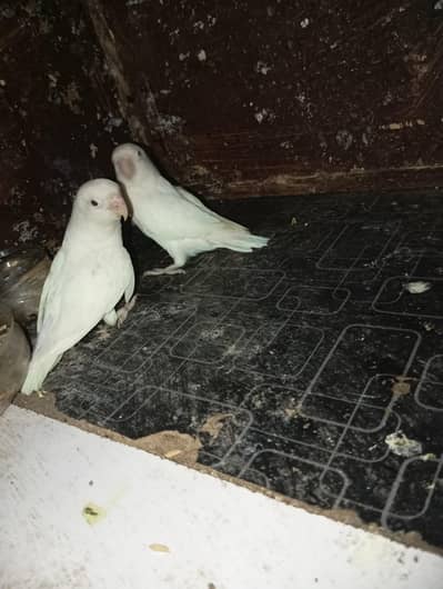 red eye love bird full white and active