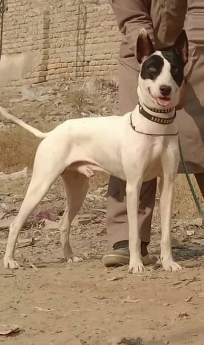 Kohati Gultair Dog | Gultair Male Dog / Gultair pair