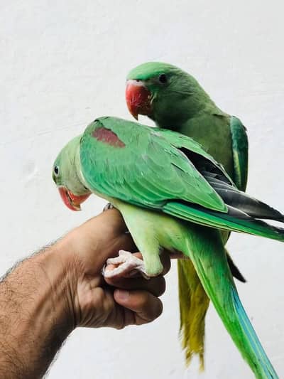 raw parrot self feed chicks