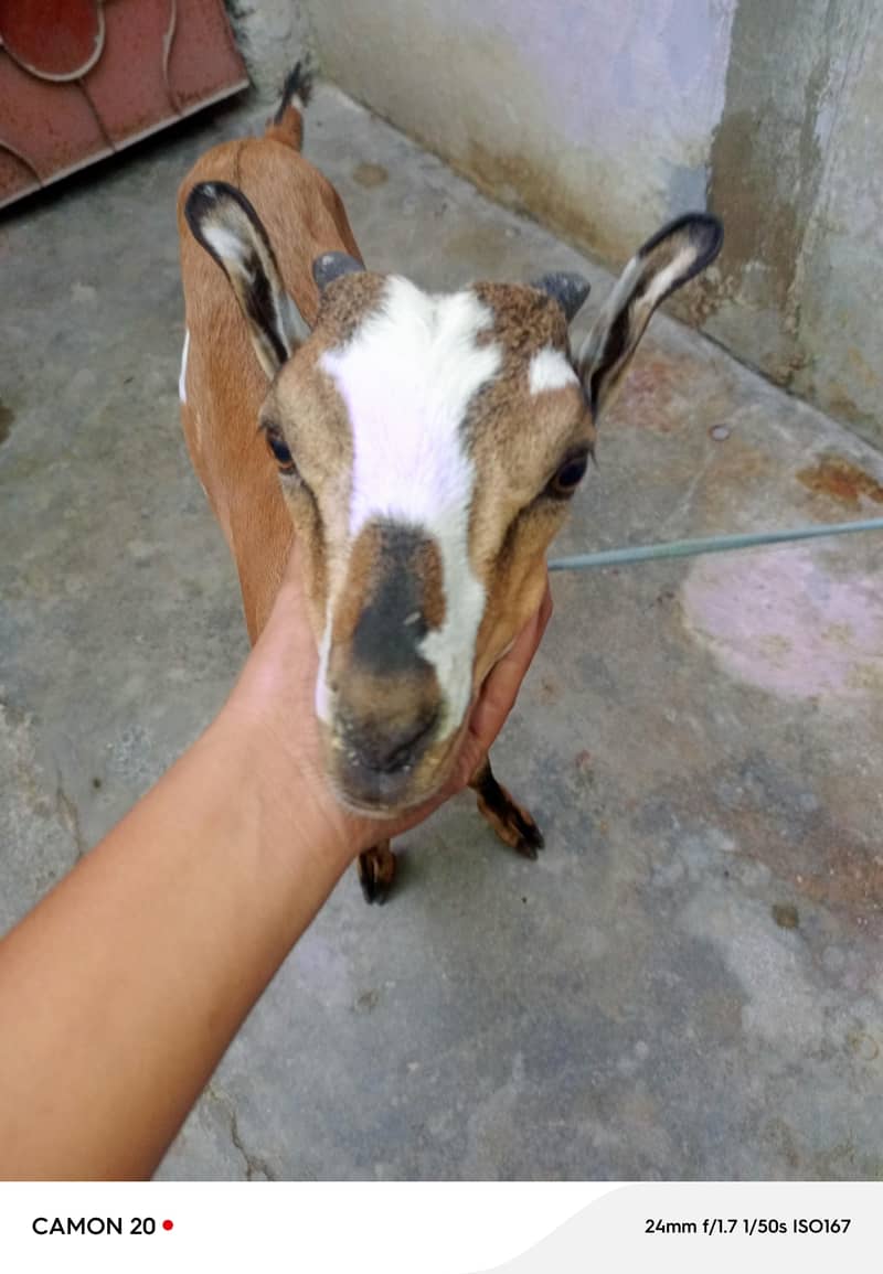 Teddy bakra 2