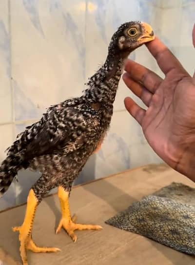 parrot beak coco colour for sale