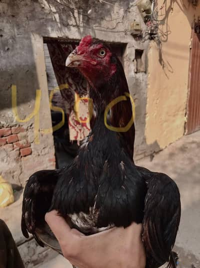 aseel mianwali jis bahi ki smjh men aye rabta