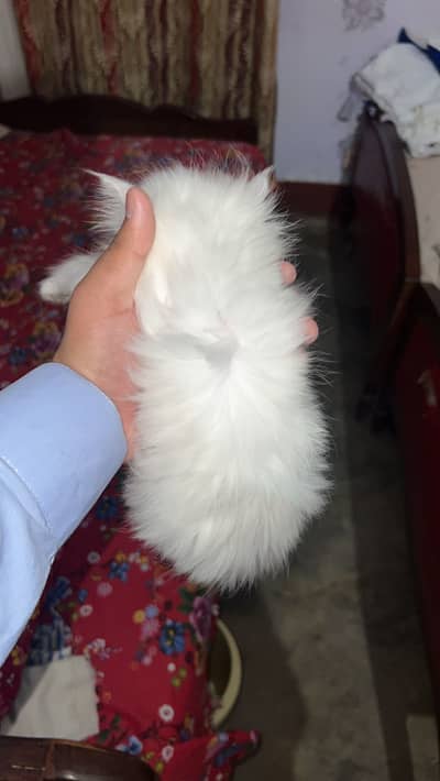 Pure Persian doll face Cat