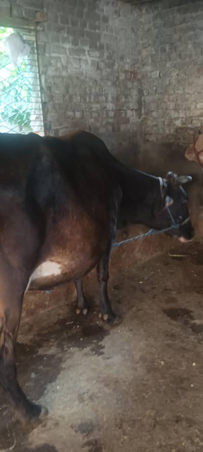 jursy cross cow for sale 03006109886