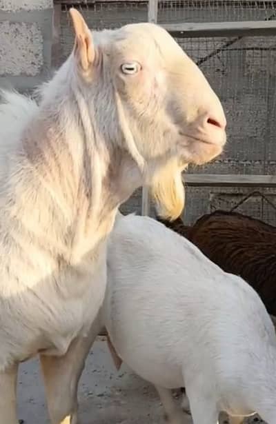 PURE TEDDA BREEDER 8 DAANT FOR SELL