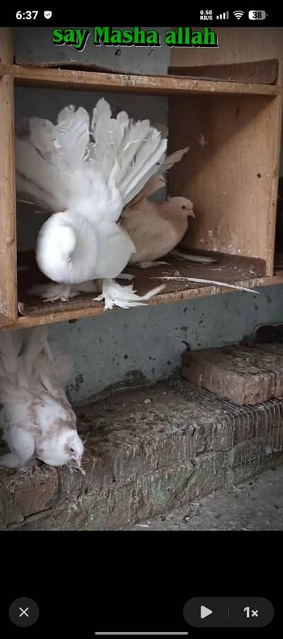 amarican fantail pairs singapuri