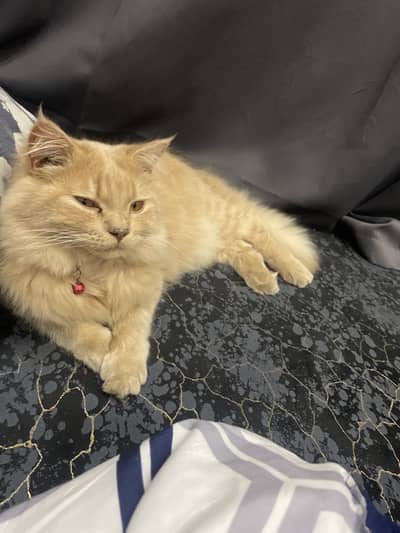 Healthy, Playful & Friendly Male Cat – Looking for a Loving Home