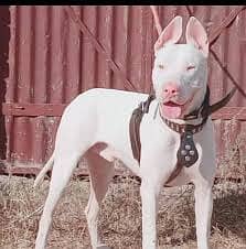 Kohati Gultair Dog | Gultair Male Dog / Gultair pair