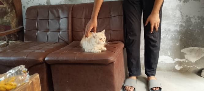 persian
