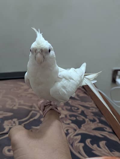 Cocktail | Adult | Albino | Male