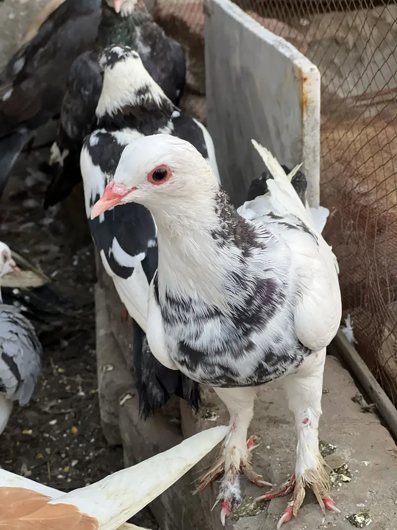Piegeons Sherazi mukhi guldar out class pairs egg laying
