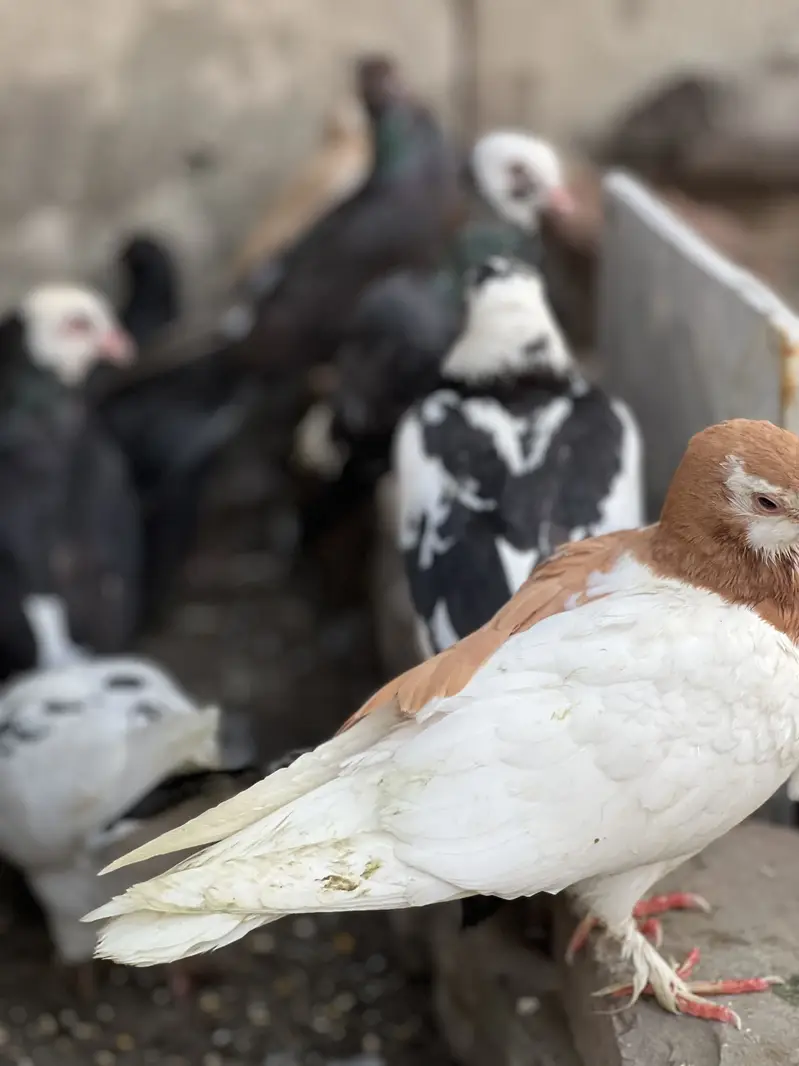 Piegeons Sherazi mukhi guldar out class pairs egg laying — photo 2