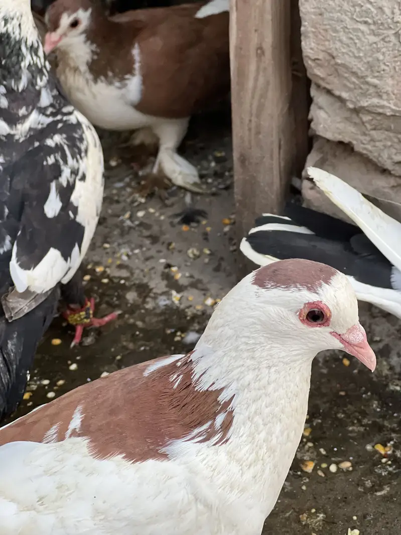 Piegeons Sherazi mukhi guldar out class pairs egg laying — photo 3