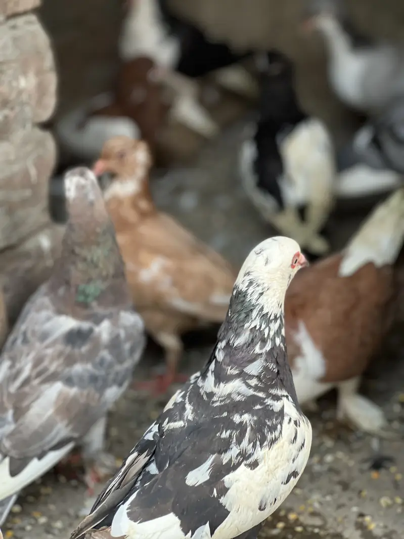 Piegeons Sherazi mukhi guldar out class pairs egg laying — photo 4
