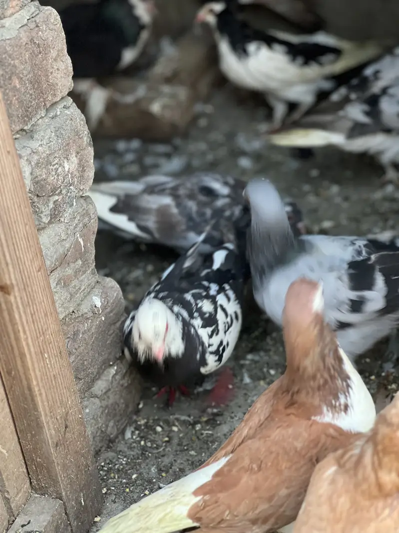 Piegeons Sherazi mukhi guldar out class pairs egg laying — photo 5