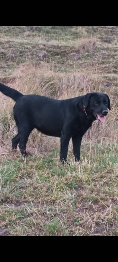 Labrador I want exchange good breed male dog