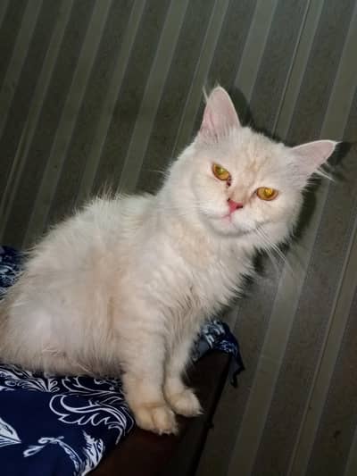 Persian cat female two children male female