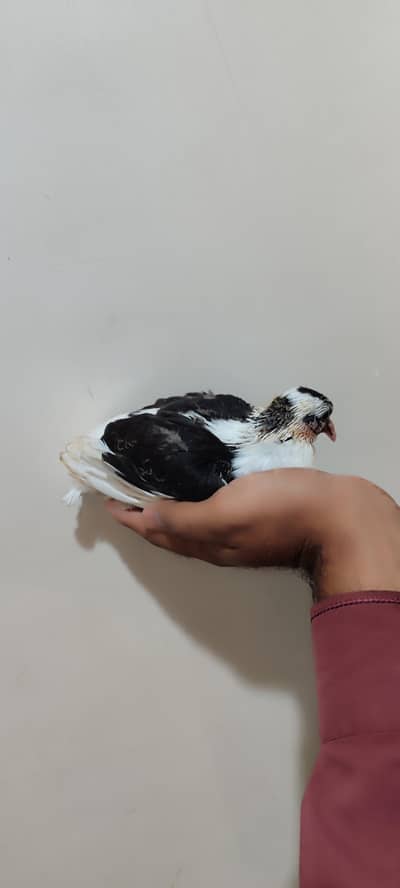 hand tamed baby  pigeon