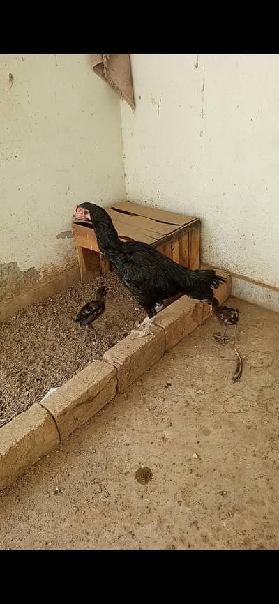Aseel Hen and 2 chicks