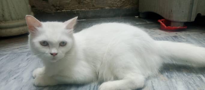 White Persian Cat for Sale | Healthy, Fluffy & Beautiful