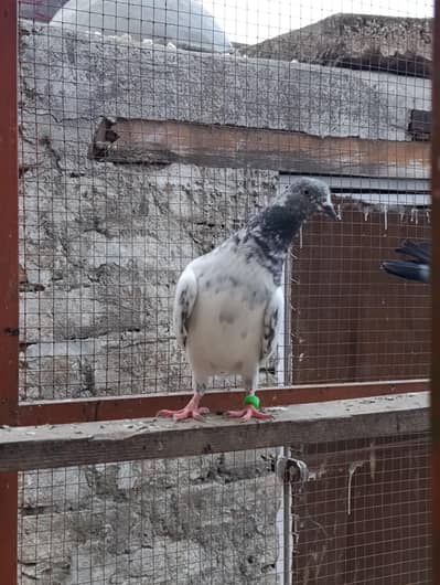 Resulted birds available for sale
