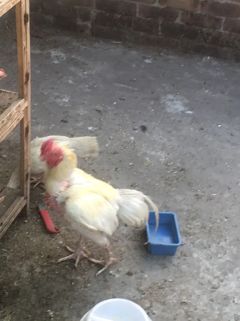 Heera murgahy k eggs available hain — photo 5