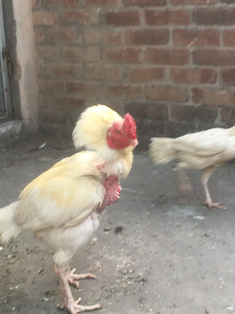 Heera murgahy k eggs available hain — photo 6