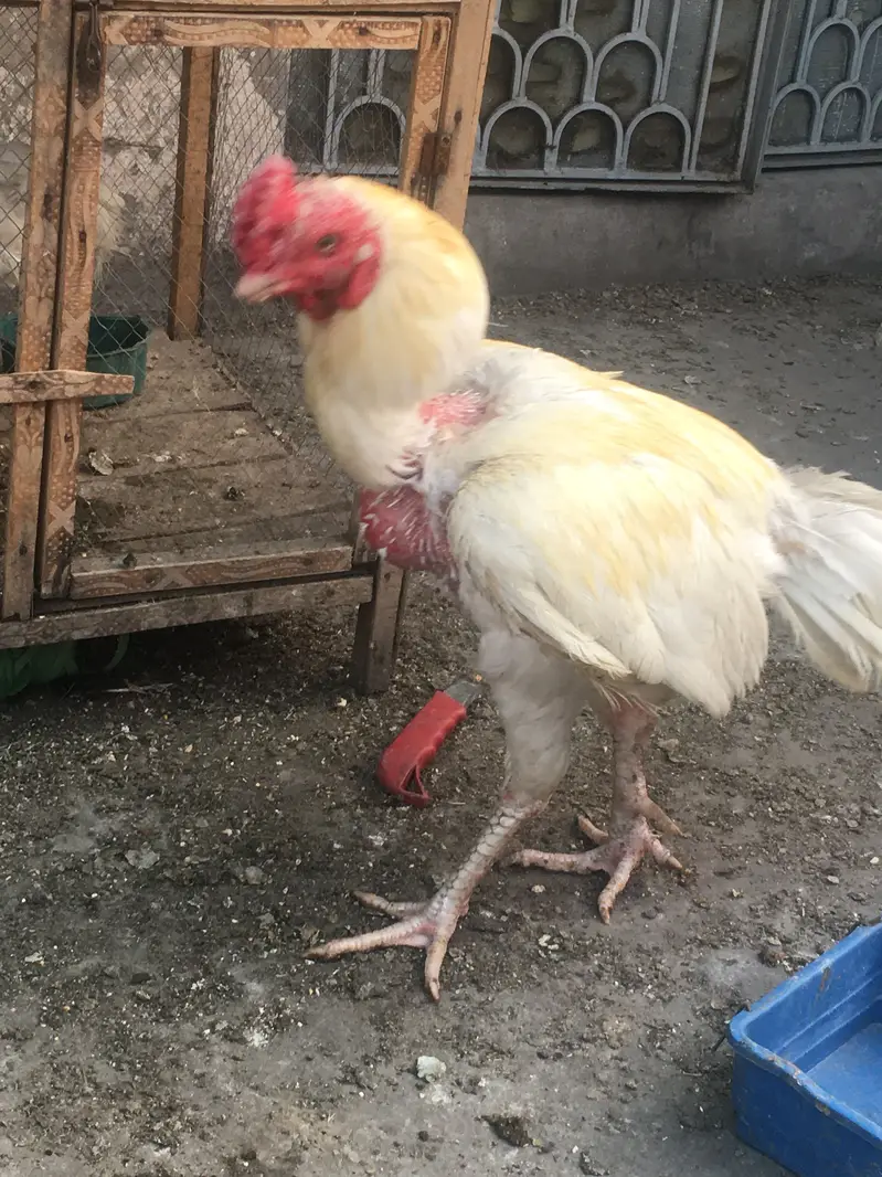 Heera murgahy k eggs available hain — photo 2